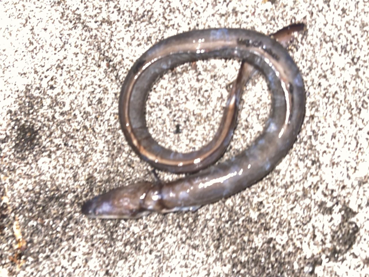 ウナギ