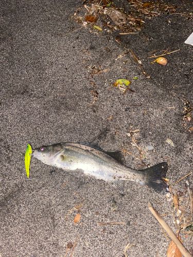 セイゴ（ヒラスズキ）の釣果