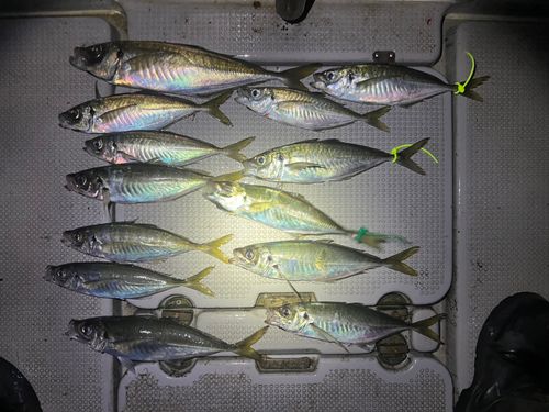 アジの釣果