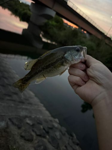 ラージマウスバスの釣果