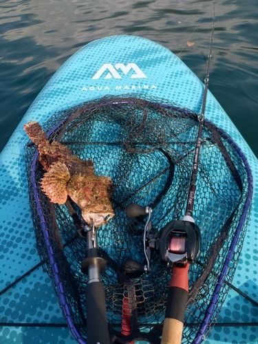 オニカサゴの釣果