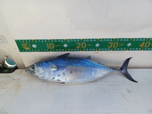 スマガツオの釣果