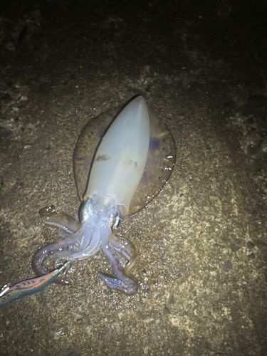 アオリイカの釣果