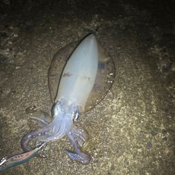 アオリイカ