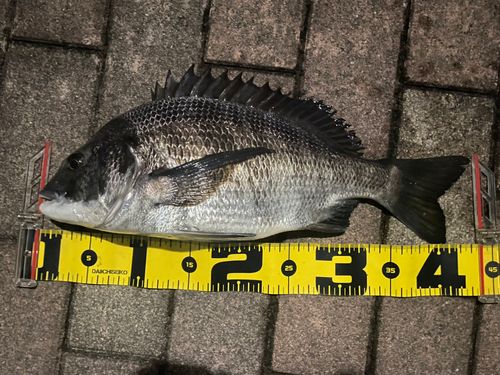 クロダイの釣果