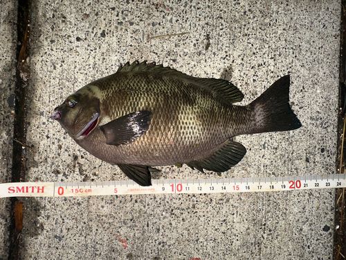 メジナの釣果