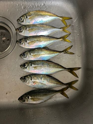 アジの釣果