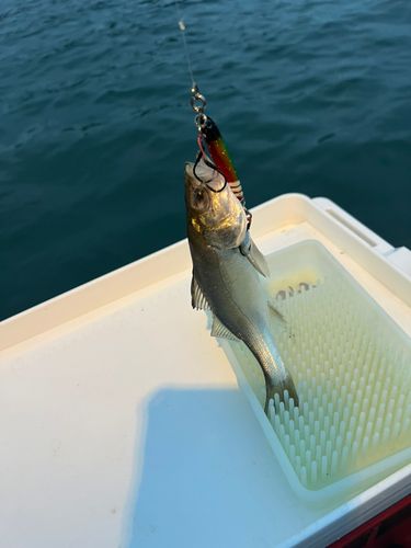 タイの釣果