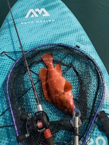 アカハタの釣果