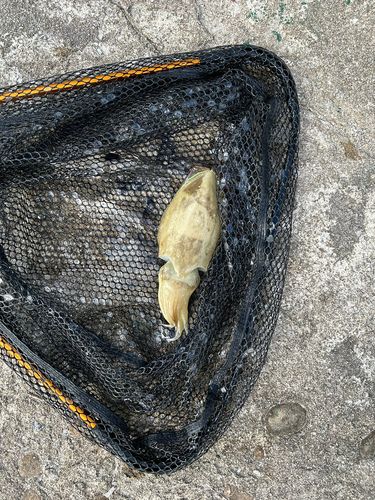 コウイカの釣果