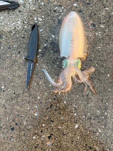 アオリイカの釣果