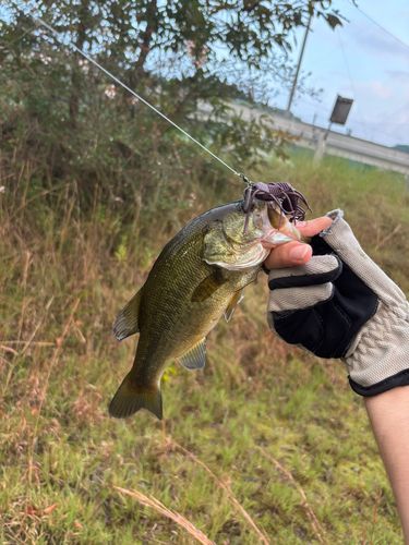 ブラックバスの釣果