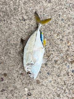 メッキの釣果