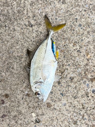 メッキの釣果