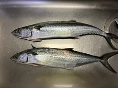サゴシの釣果