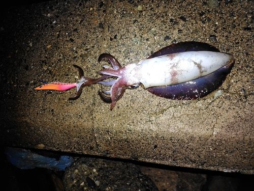 アオリイカの釣果