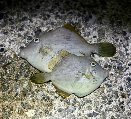 カワハギの釣果