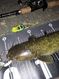 ナマズの釣果