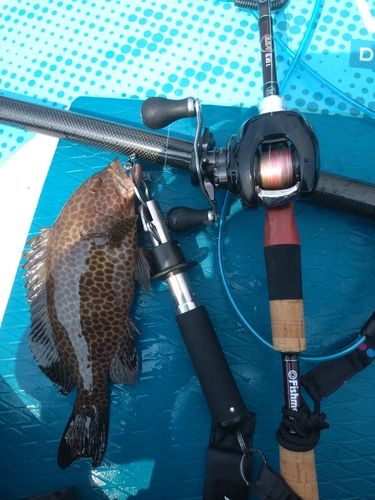 オオモンハタの釣果