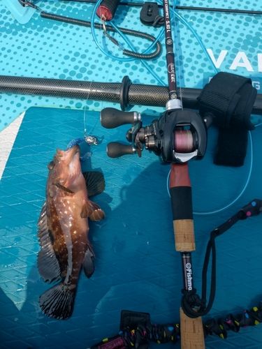 キジハタの釣果