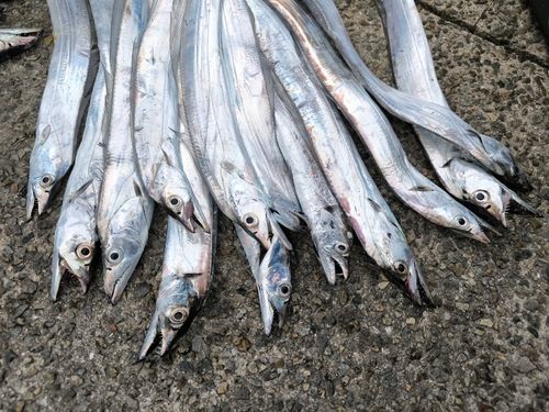 タチウオの釣果