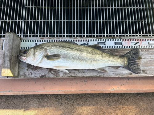 スズキの釣果