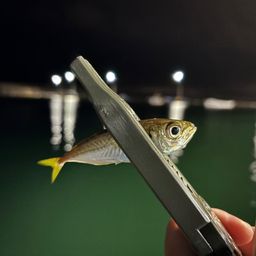 アジ
