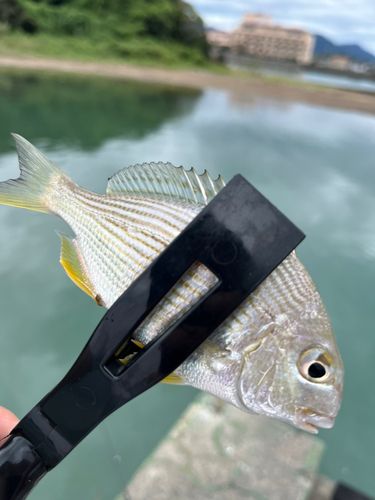 ガシラの釣果