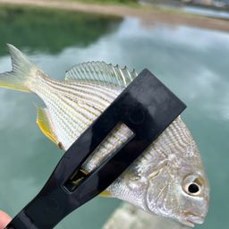 ガシラ