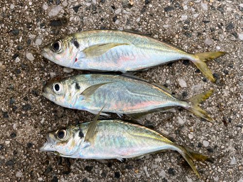 アジの釣果