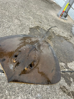 アカエイの釣果