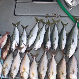 ハマチ