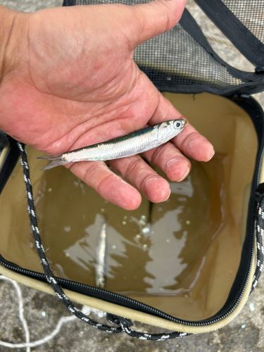 カタクチイワシの釣果