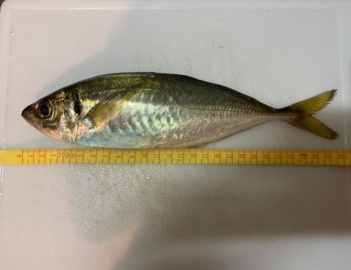 マアジの釣果