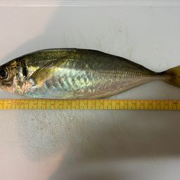 マアジ
