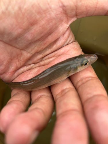 シロギスの釣果