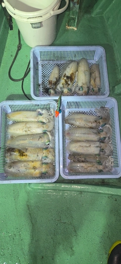 アオリイカの釣果