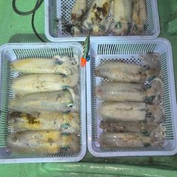 アオリイカ