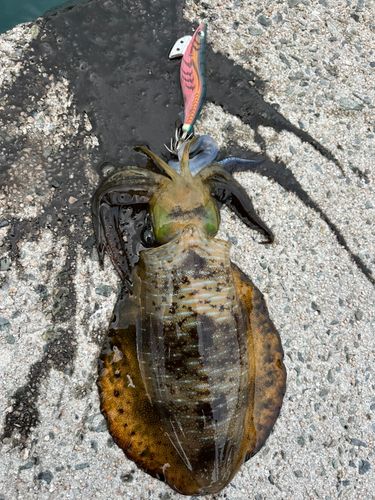 アオリイカの釣果