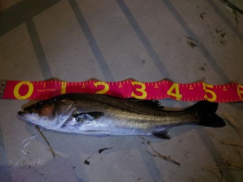 シーバスの釣果