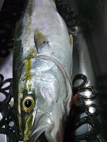 イナダの釣果