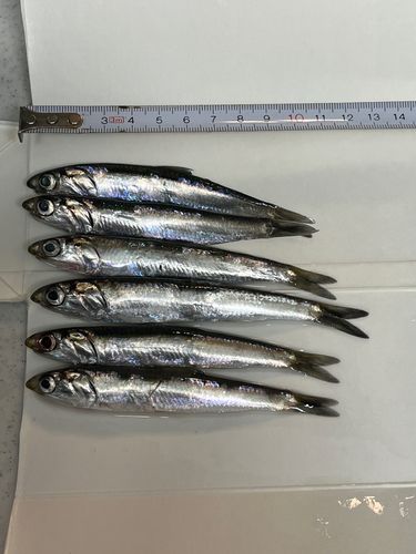 カタクチイワシの釣果