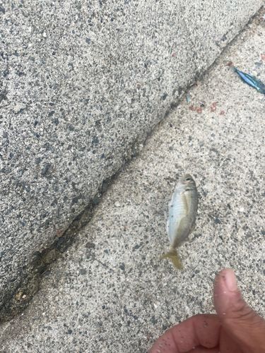 貝塚人工島