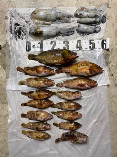 アオリイカの釣果