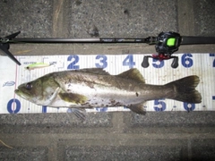 シーバスの釣果