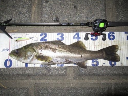 シーバスの釣果