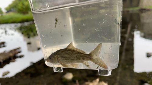 コイの釣果