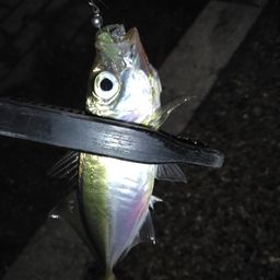 アジ