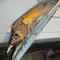 タチウオ