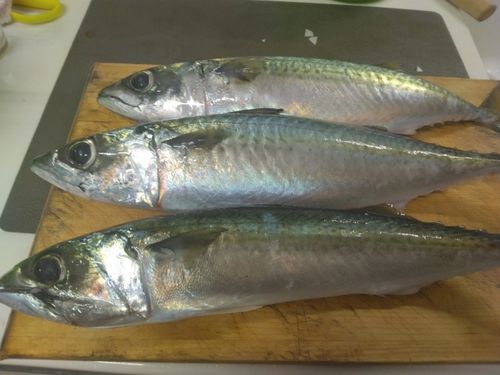 サバの釣果